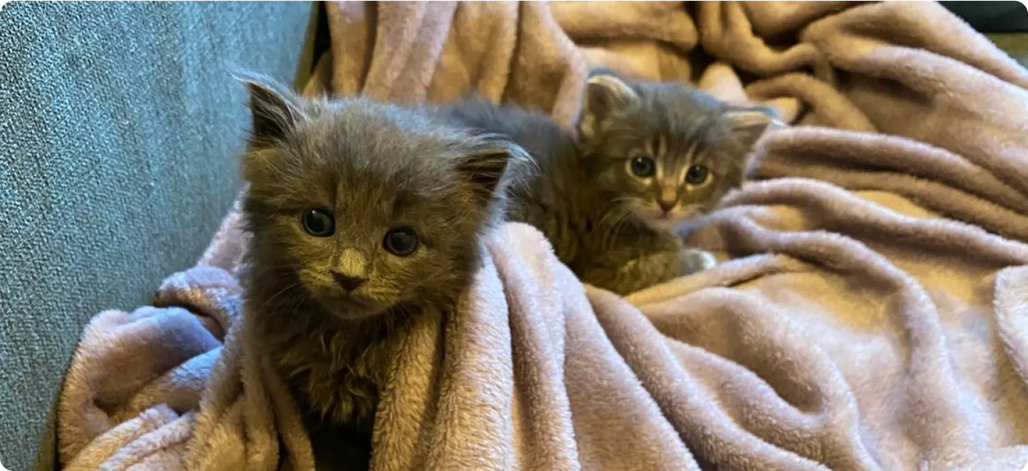 kittens on sofa